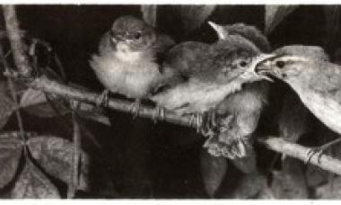 Птицы и млекопитающие: разная организация заботы о потомстве - Вольф Кицес — LiveJournal Как у птиц проявляется забота о потомстве
